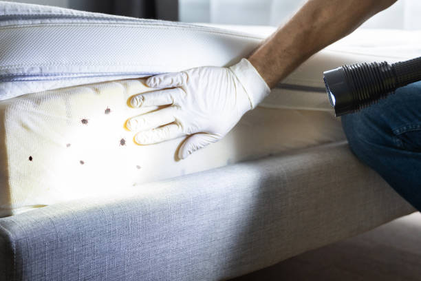 Best Ant Control Services  in Arden On The Severn, MD